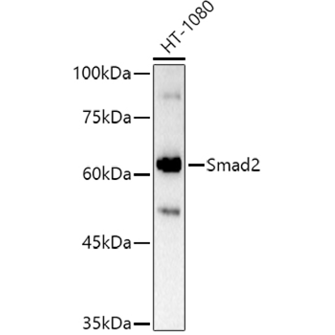 Smad2 Rabbit Polyclonal Antibody