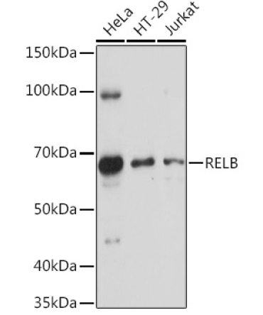 RELB Rabbit Polyclonal Antibody