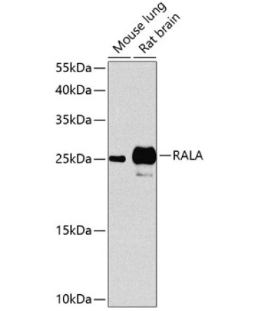 RALA Rabbit Polyclonal Antibody