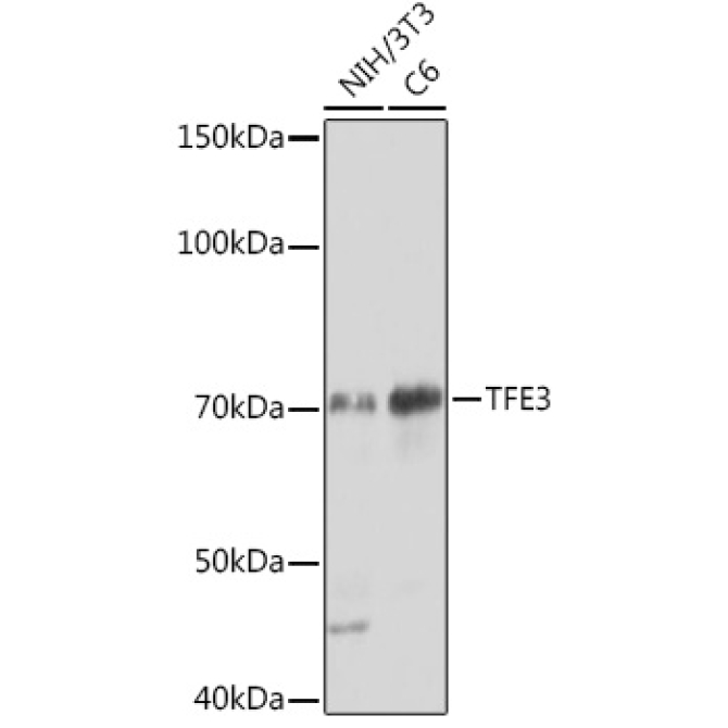 TFE3 Rabbit Monoclonal Antibody