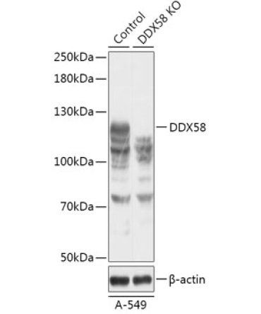 Rig-I/DDX58 Rabbit Polyclonal Antibody