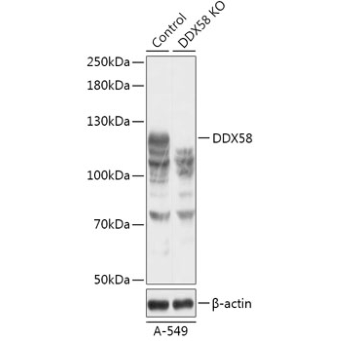 Rig-I/DDX58 Rabbit Polyclonal Antibody