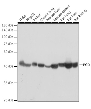 PGD Rabbit Monoclonal Antibody