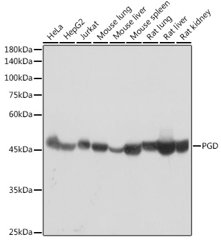PGD Rabbit Monoclonal Antibody