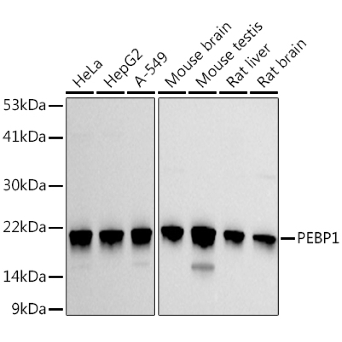 PEBP1 Rabbit Polyclonal Antibody