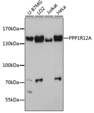 PPP1R12A Rabbit Polyclonal Antibody