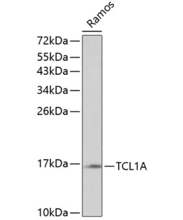 TCL1A Rabbit Polyclonal Antibody