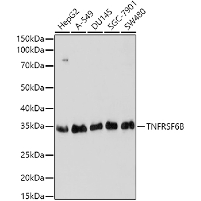 TNFRSF6B Rabbit Polyclonal Antibody