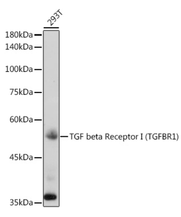 TGF beta Receptor I (TGFBR1) Rabbit Polyclonal Antibody