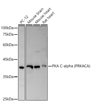 PKA C-alpha (PRKACA) Rabbit Polyclonal Antibody