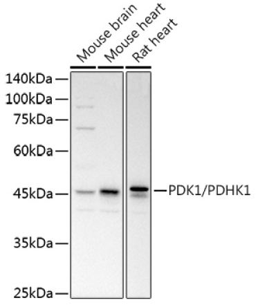 PDK1/PDHK1 Rabbit Polyclonal Antibody