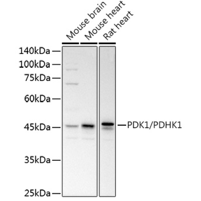 PDK1/PDHK1 Rabbit Polyclonal Antibody
