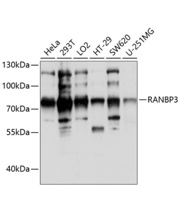 RANBP3 Rabbit Polyclonal Antibody