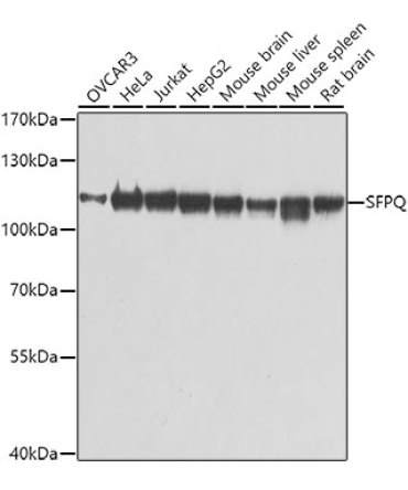 SFPQ Rabbit Polyclonal Antibody