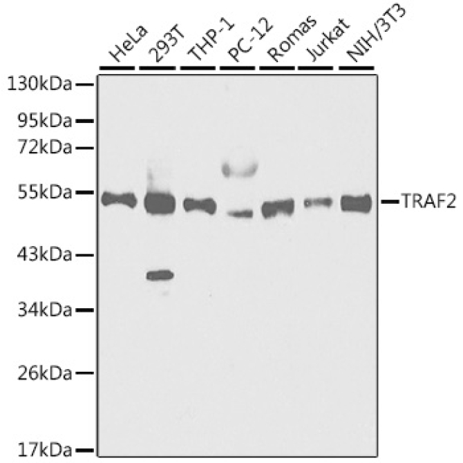 TRAF2 Rabbit Polyclonal Antibody