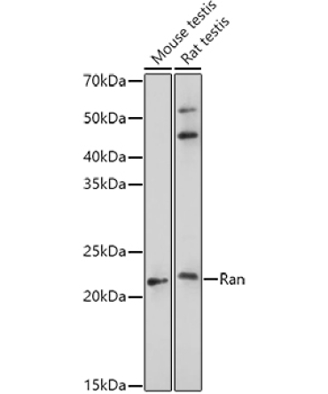 Ran Rabbit Polyclonal Antibody