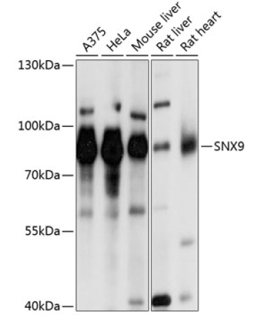 SNX9 Rabbit Polyclonal Antibody
