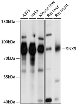 SNX9 Rabbit Polyclonal Antibody