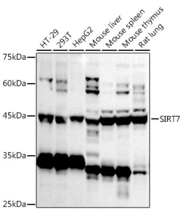SIRT7 Rabbit Polyclonal Antibody