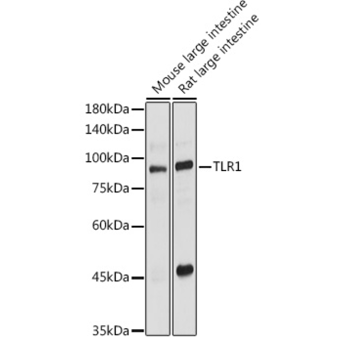 TLR1 Rabbit Polyclonal Antibody