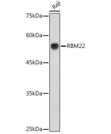 RBM22 Rabbit Polyclonal Antibody