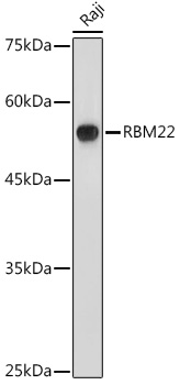 RBM22 Rabbit Polyclonal Antibody