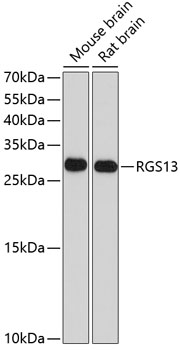 RGS13 Rabbit Polyclonal Antibody