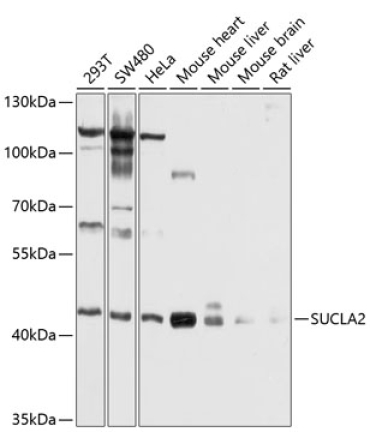 SUCLA2 Rabbit Polyclonal Antibody