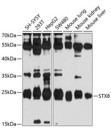 STX8 Rabbit Polyclonal Antibody