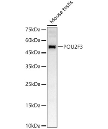 POU2F3 Rabbit Polyclonal Antibody