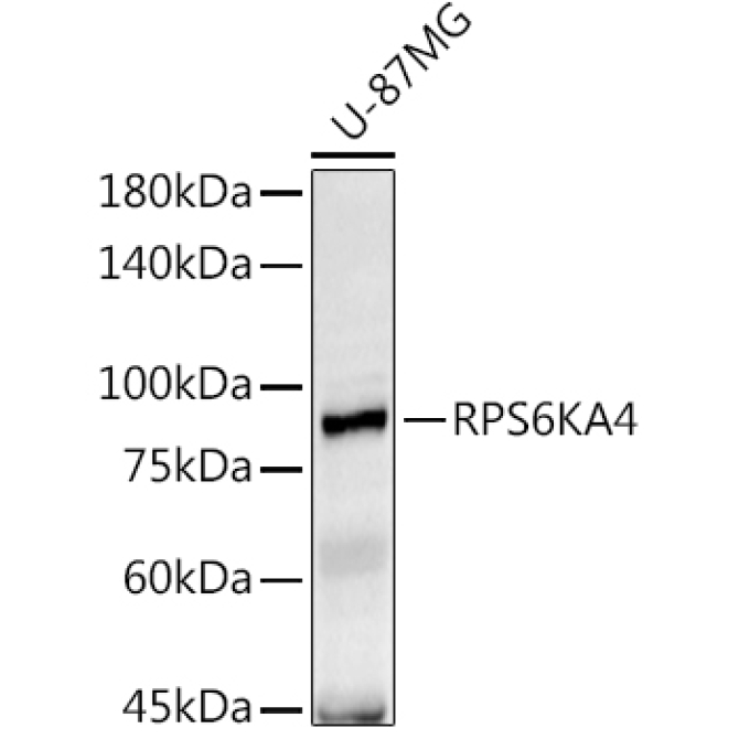 RPS6KA4 Rabbit Polyclonal Antibody