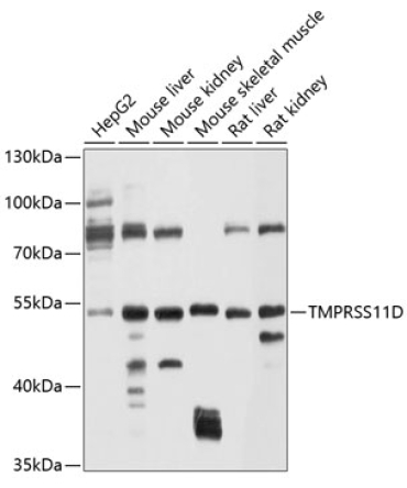 TMPRSS11D Rabbit Polyclonal Antibody