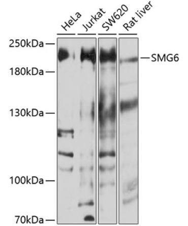 SMG6 Rabbit Polyclonal Antibody