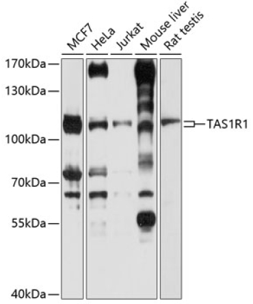TAS1R1 Rabbit Polyclonal Antibody