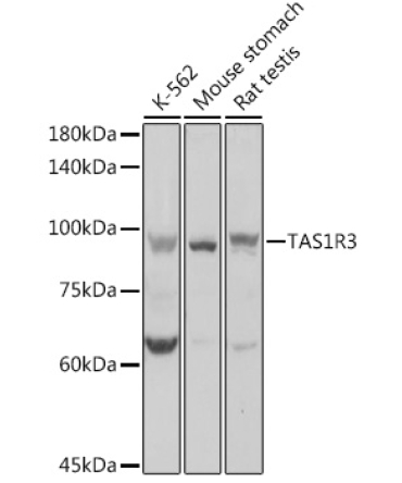 TAS1R3 Rabbit Polyclonal Antibody