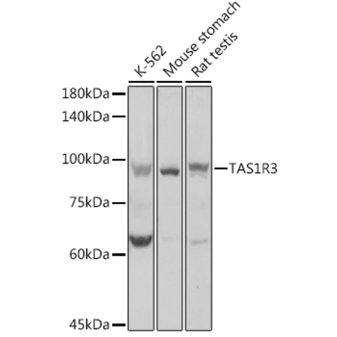 TAS1R3 Rabbit Polyclonal Antibody