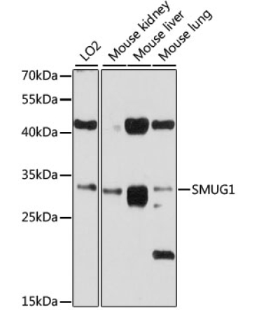 SMUG1 Rabbit Polyclonal Antibody