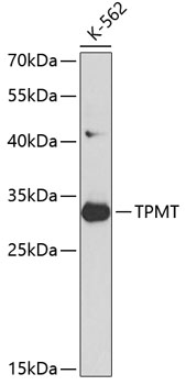 TPMT Rabbit Polyclonal Antibody