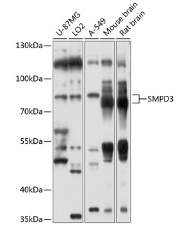 SMPD3 Rabbit Polyclonal Antibody
