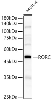 RORC Rabbit Polyclonal Antibody