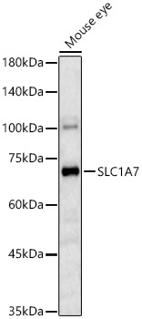 SLC1A7 Rabbit Polyclonal Antibody