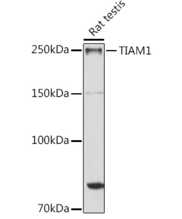 TIAM1 Rabbit Polyclonal Antibody