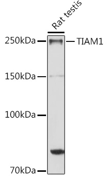 TIAM1 Rabbit Polyclonal Antibody