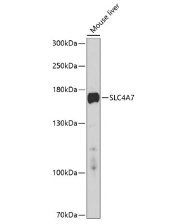 SLC4A7 Rabbit Polyclonal Antibody