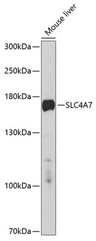 SLC4A7 Rabbit Polyclonal Antibody