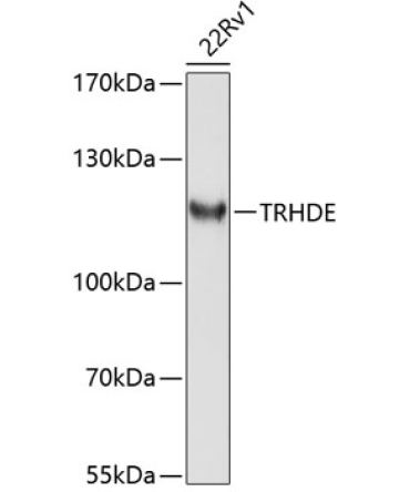 TRHDE Rabbit Polyclonal Antibody