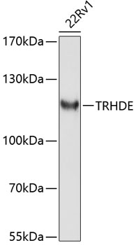 TRHDE Rabbit Polyclonal Antibody