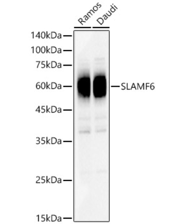 SLAMF6 Rabbit Polyclonal Antibody