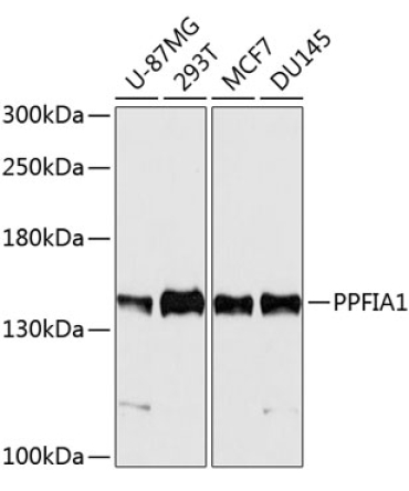 PPFIA1 Rabbit Polyclonal Antibody