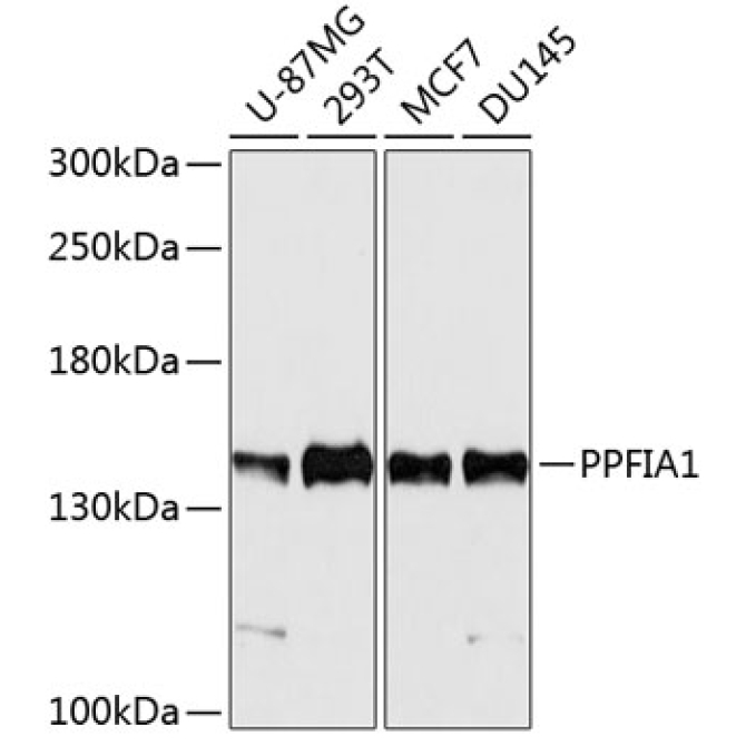 PPFIA1 Rabbit Polyclonal Antibody